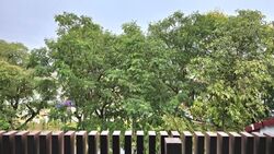 Fudu Park (D26), Terrace #559426011